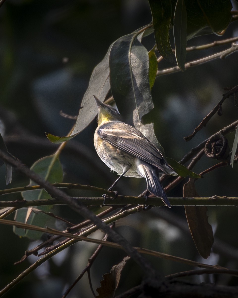 Yellow-rumped Warbler - ML644904283