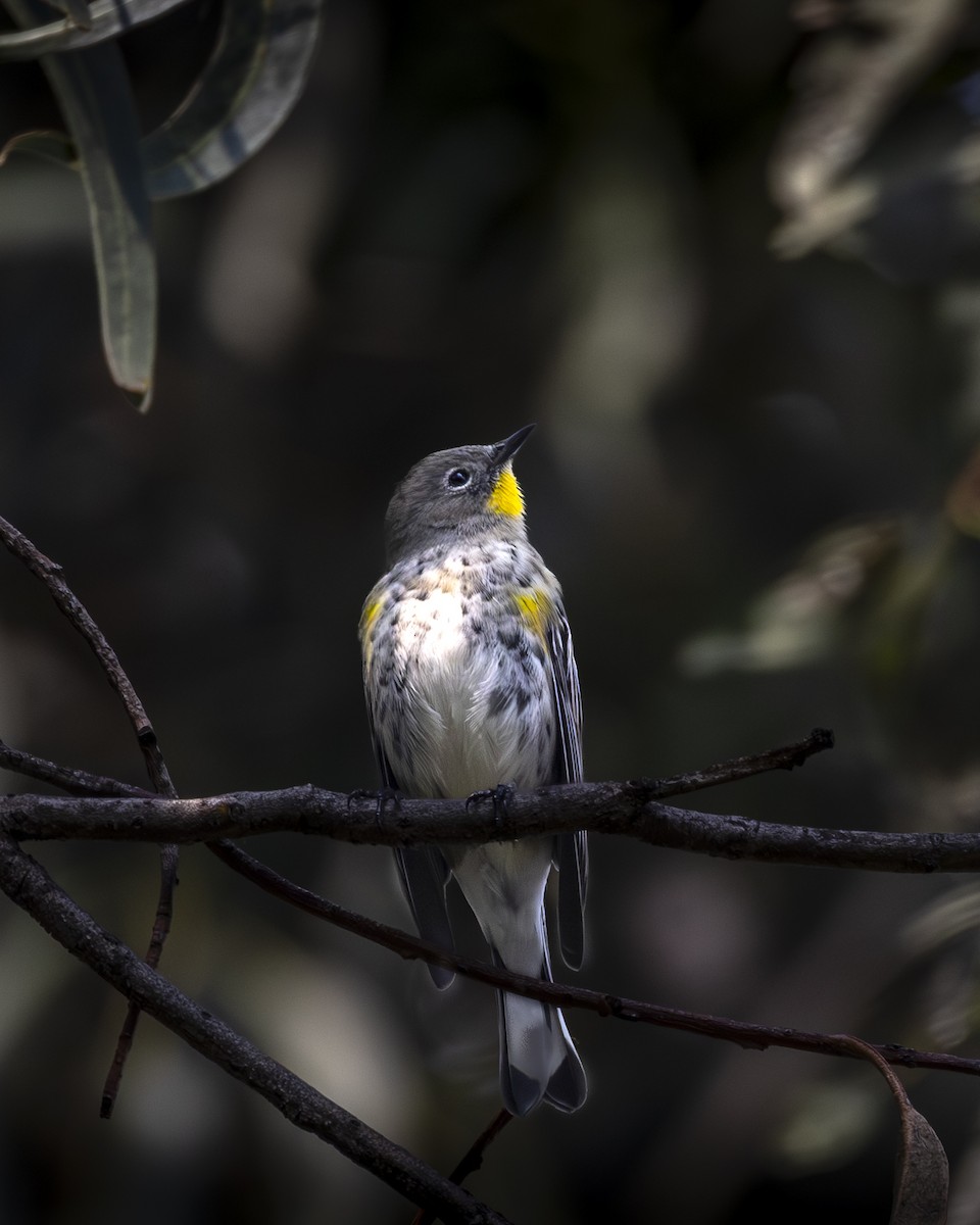Yellow-rumped Warbler - ML644904284