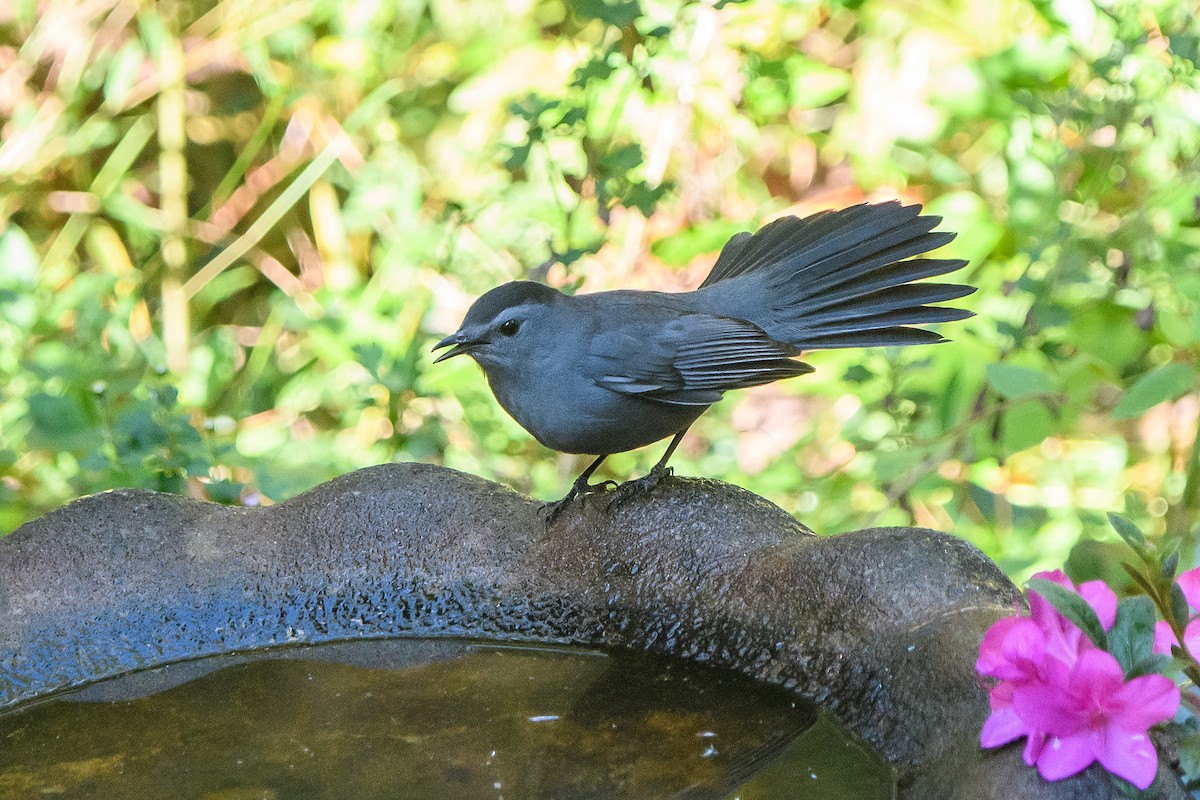 Пересмішник сірий - ML644904288