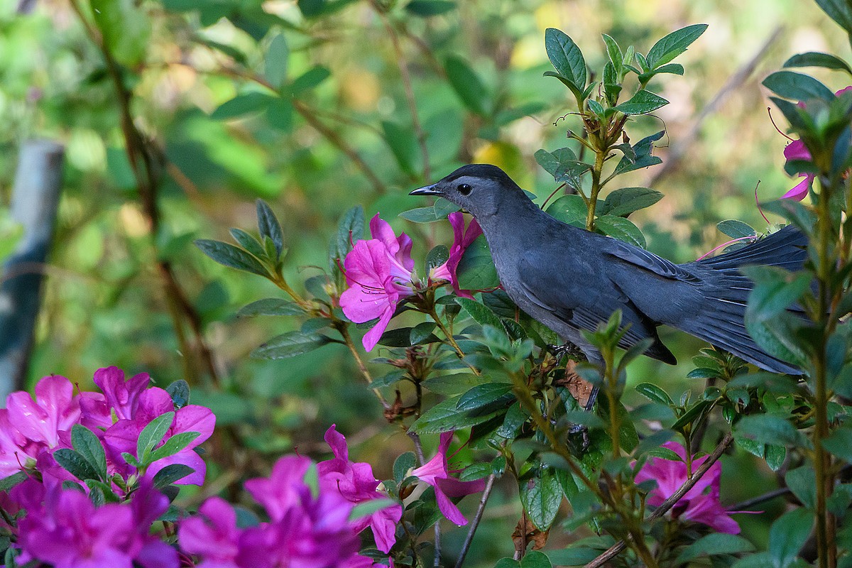 Пересмішник сірий - ML644904289