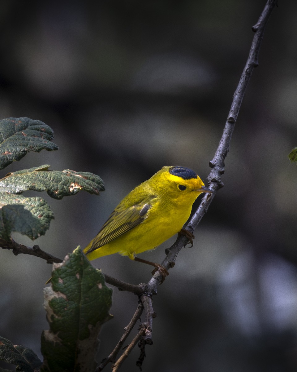 Wilson's Warbler - ML644904292