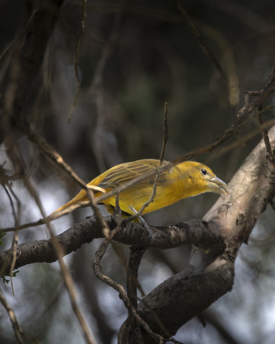 Summer Tanager - ML644904297