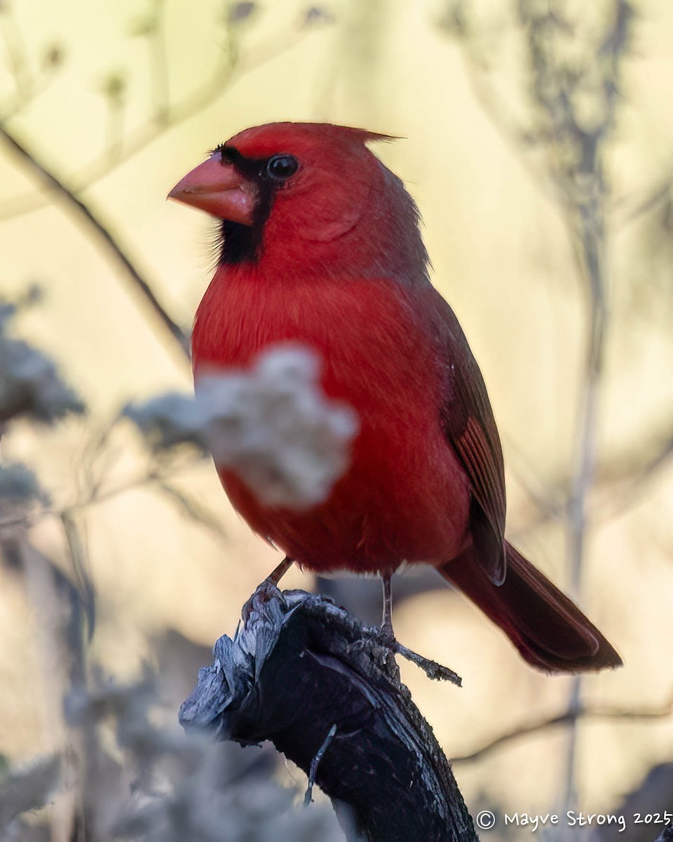 Northern Cardinal - ML644904315