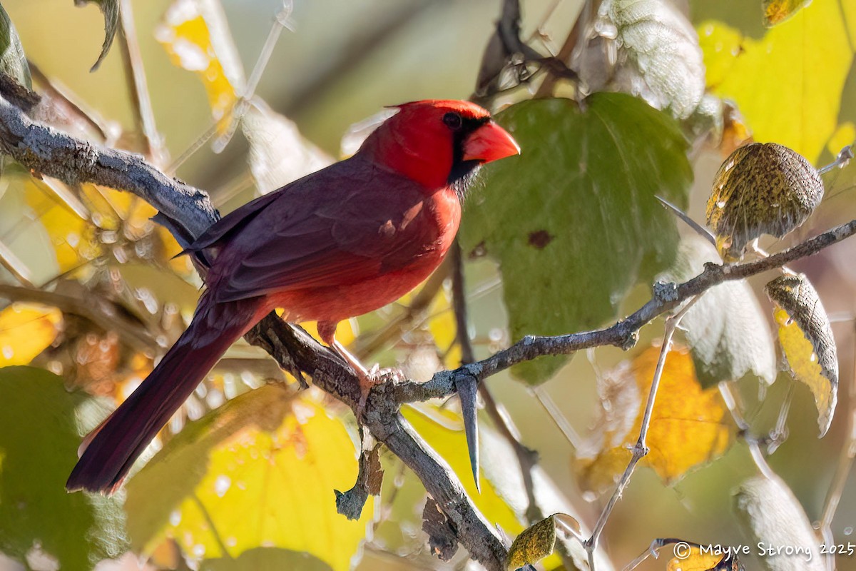 Northern Cardinal - ML644904316