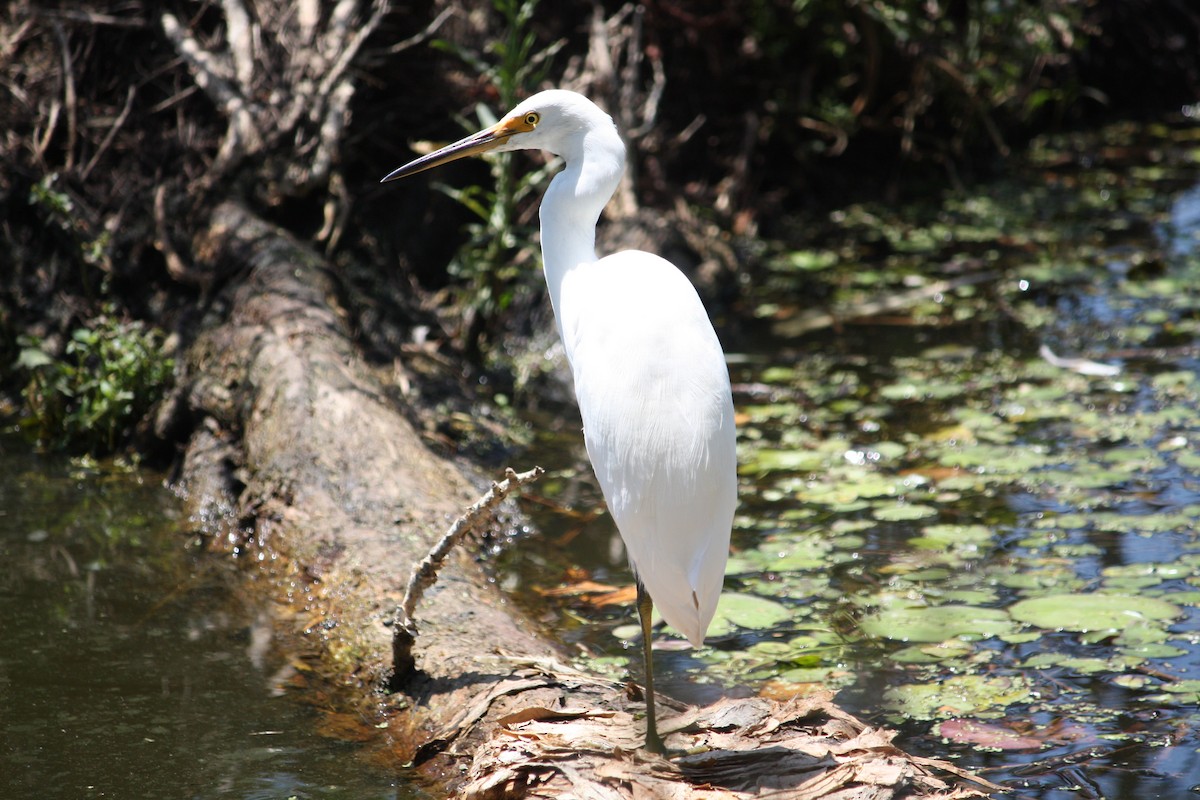 Plumed Egret - ML644904341