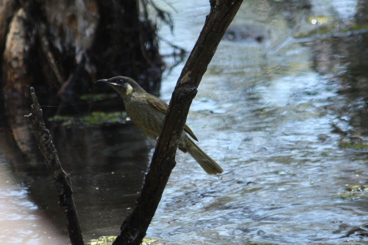 Lewin's Honeyeater - ML644904362