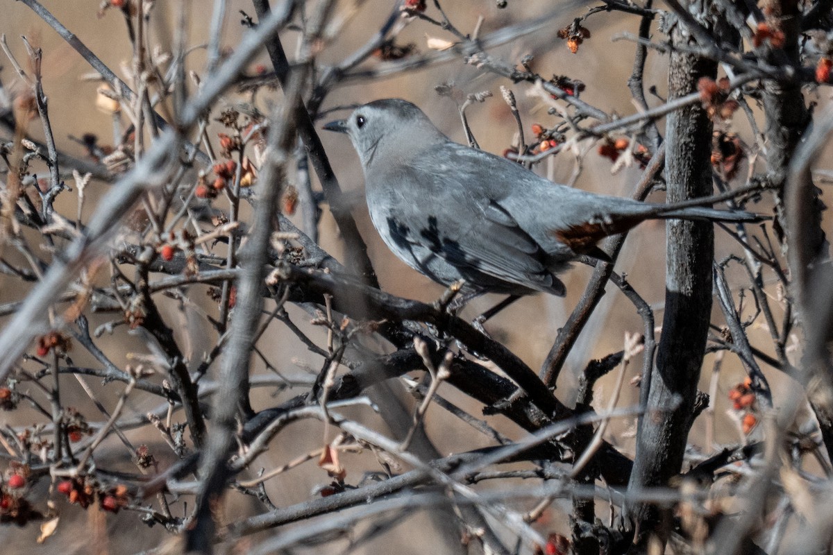 Пересмішник сірий - ML644904365