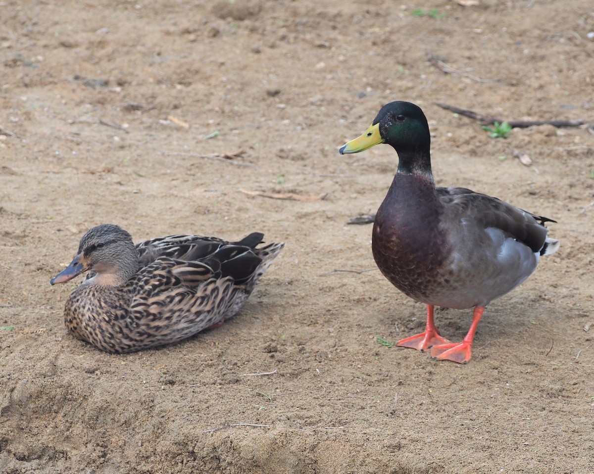 Hawaiian Duck/Mallard - ML644904366
