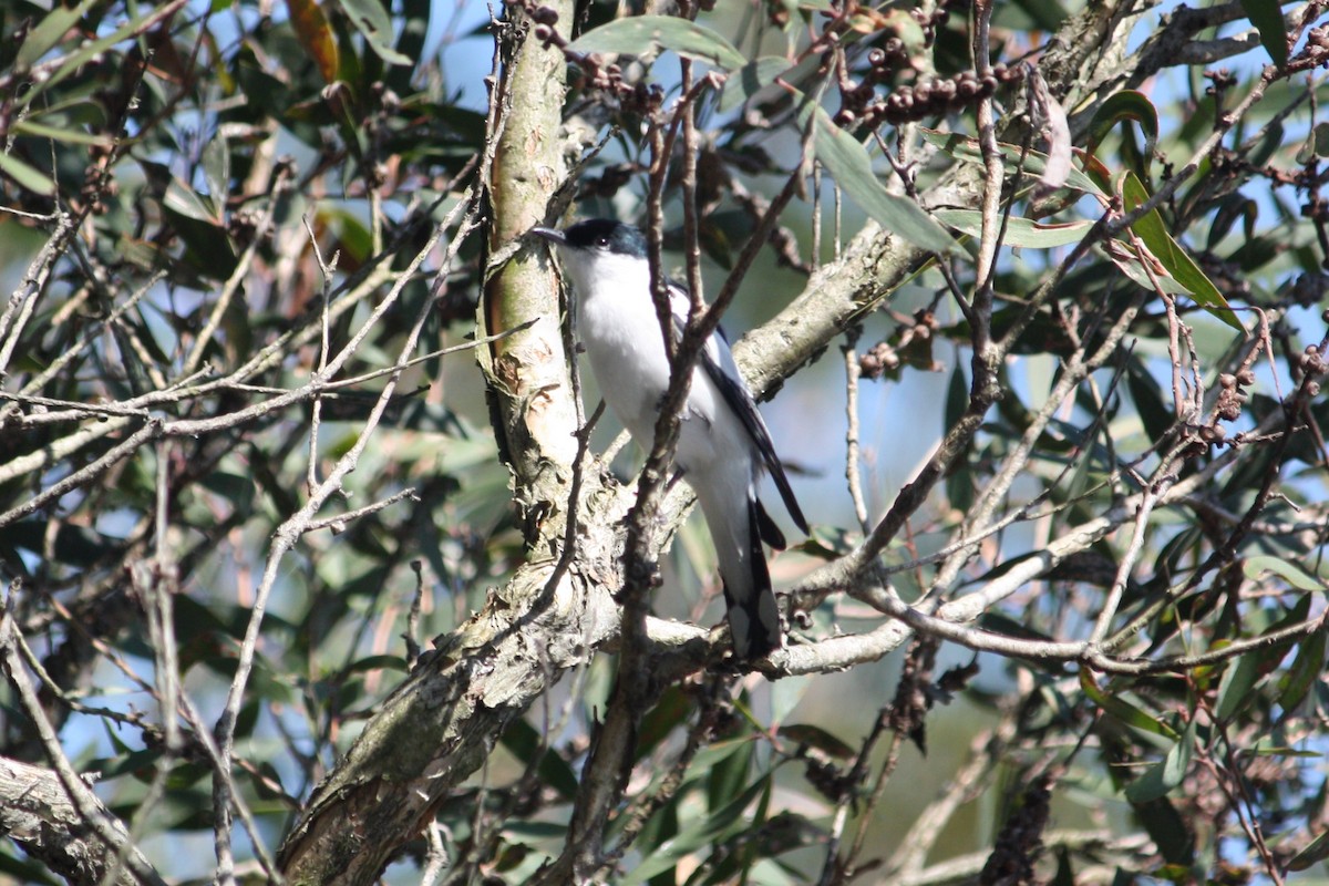 White-winged Triller - ML644904373