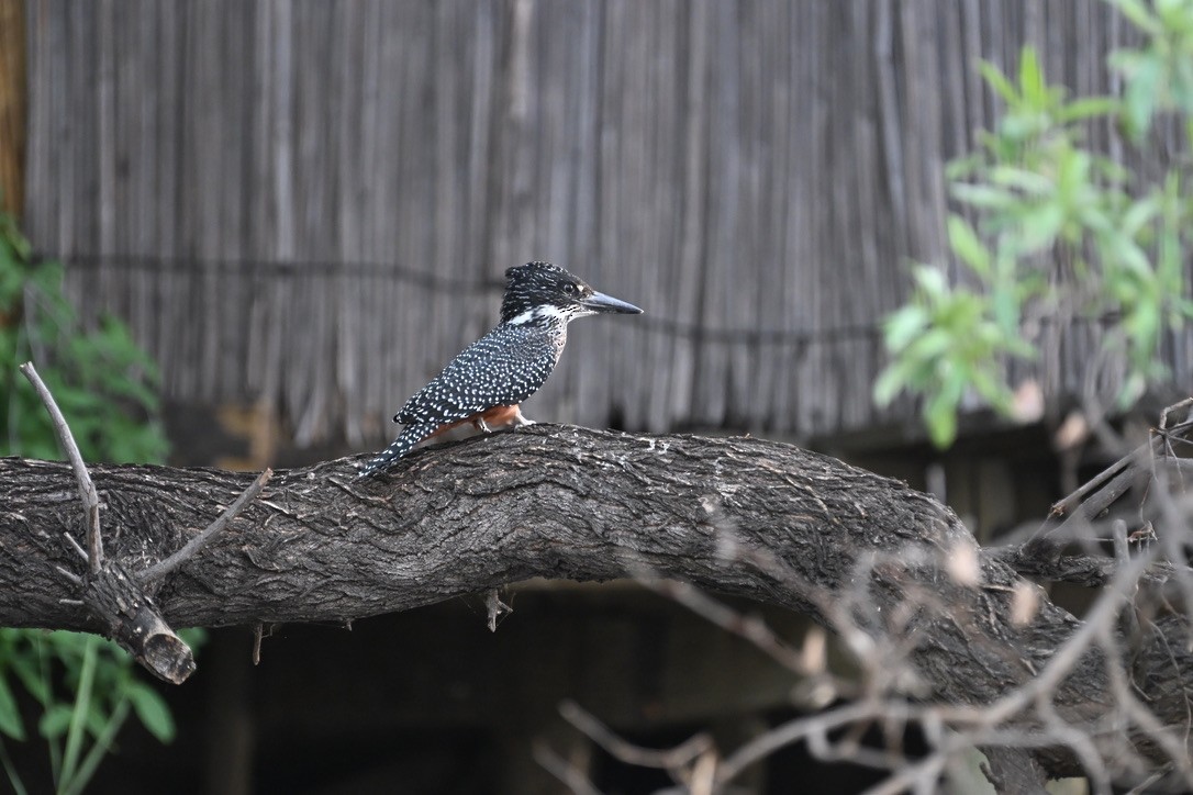 Giant Kingfisher - ML644904392