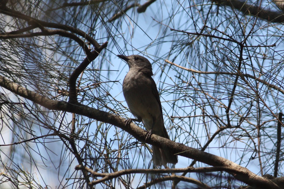 Gray Shrikethrush - ML644904401