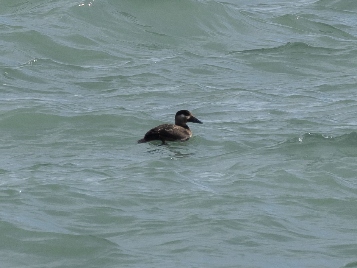 Surf Scoter - ML644904406