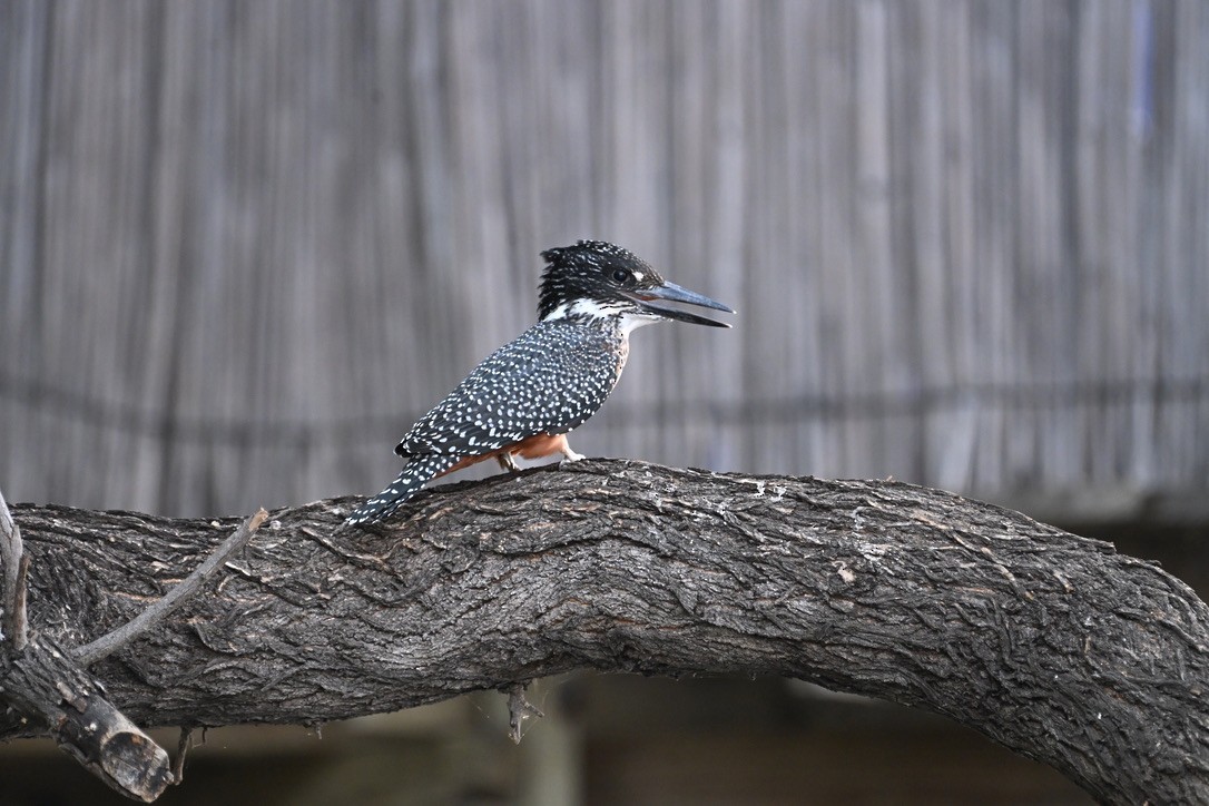 Giant Kingfisher - ML644904407