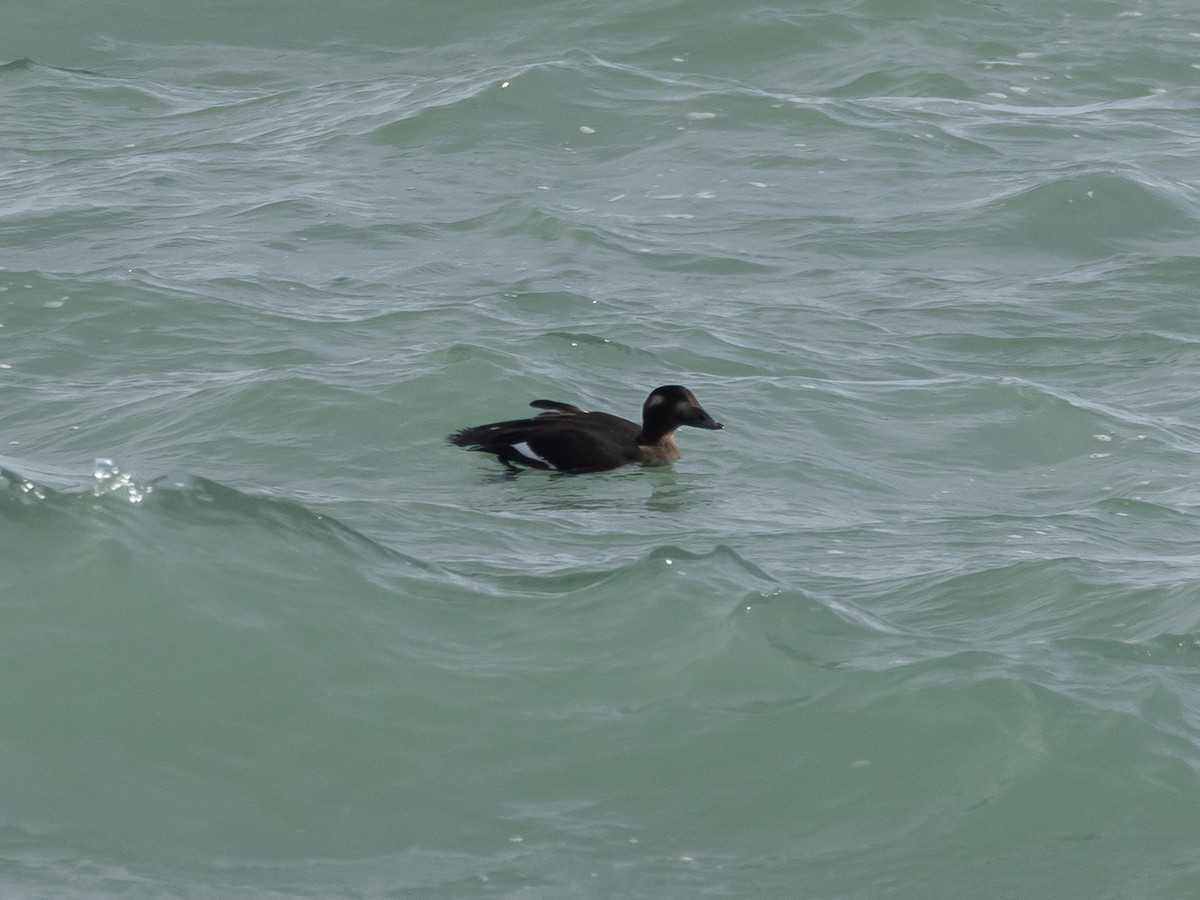 White-winged Scoter - ML644904416