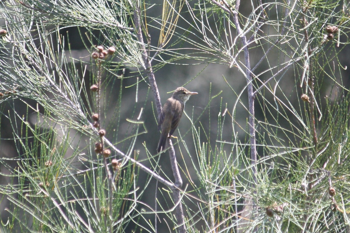 Australian Reed Warbler - ML644904417