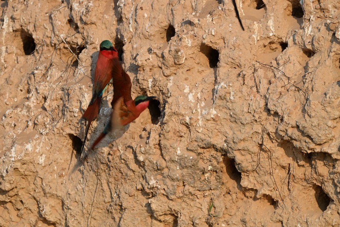 Southern Carmine Bee-eater - ML644904418