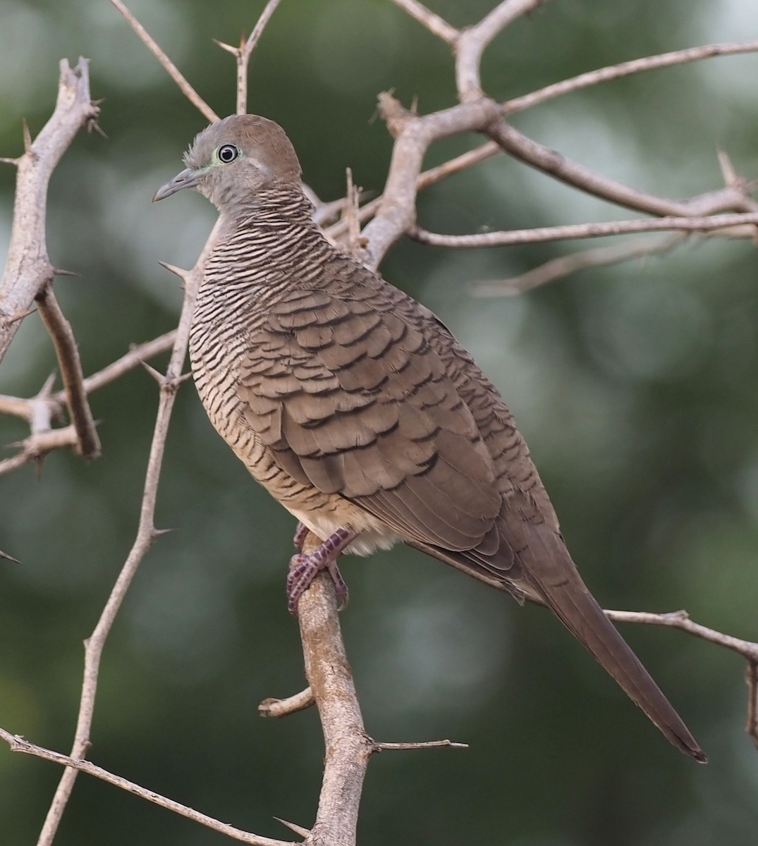 Zebra Dove - ML644904428