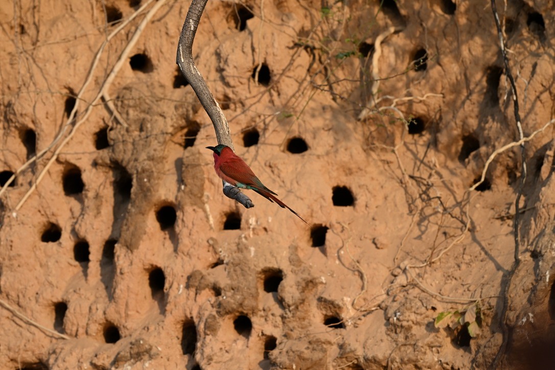 Southern Carmine Bee-eater - ML644904431