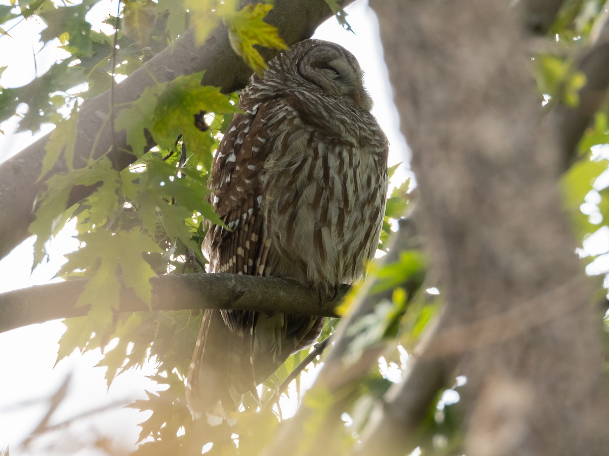 Barred Owl - ML644904436