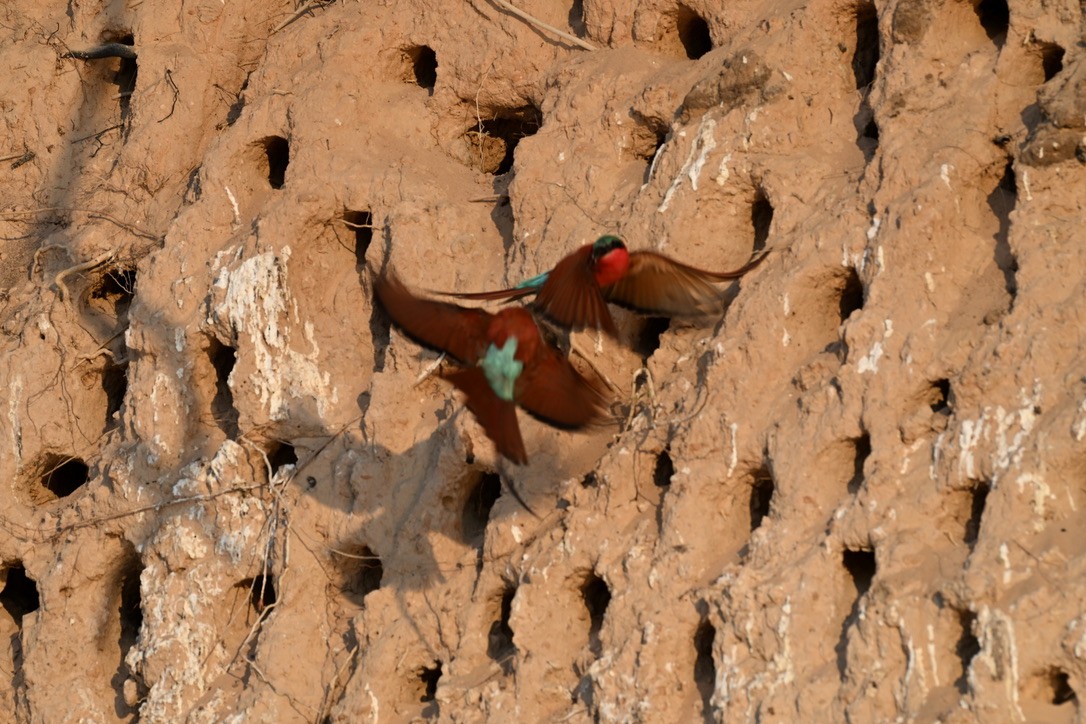 Southern Carmine Bee-eater - ML644904437