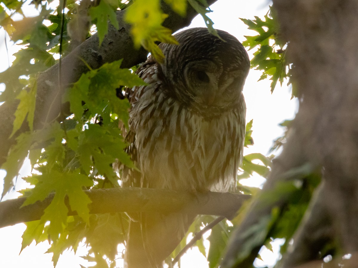 Barred Owl - ML644904443