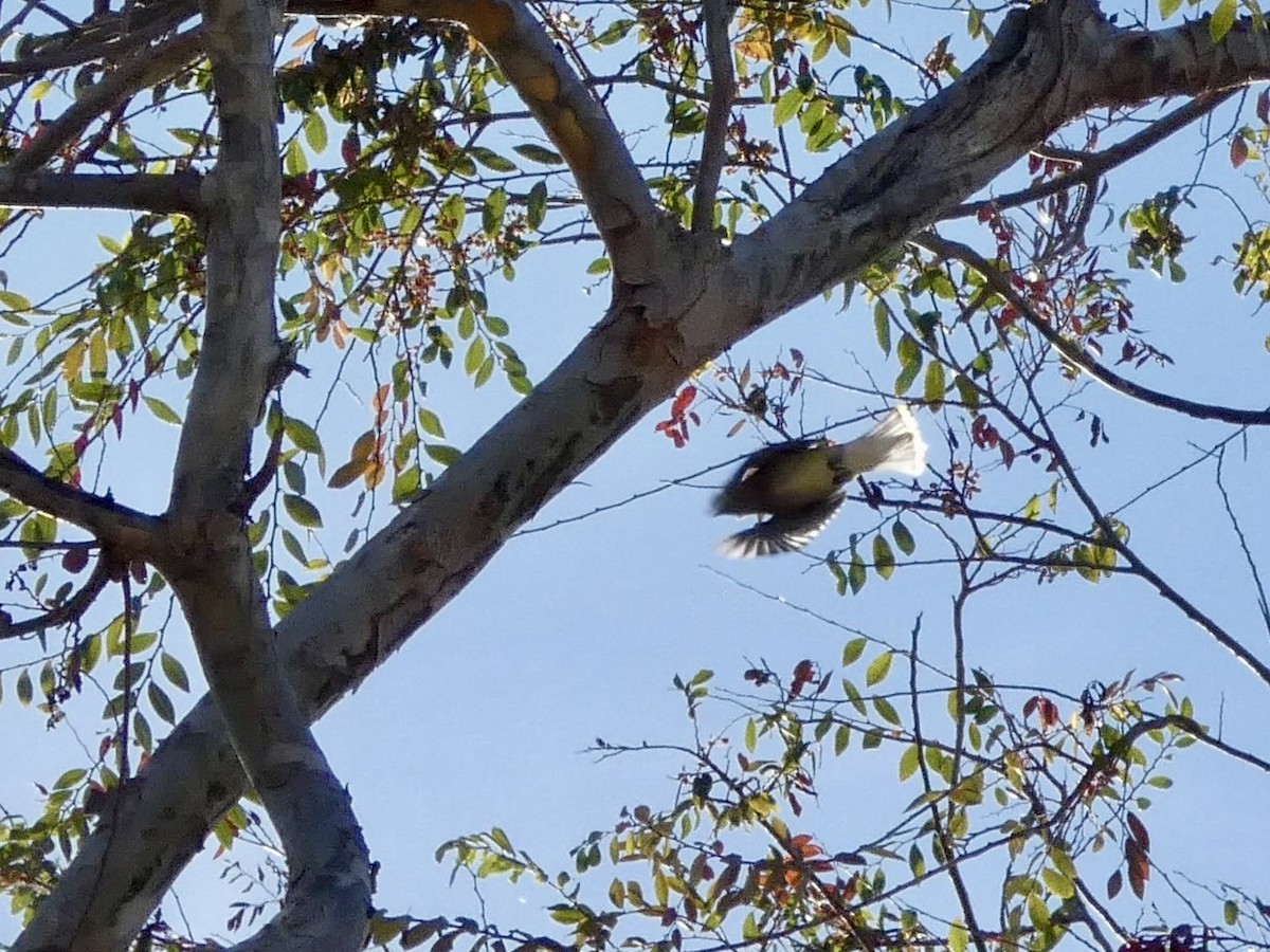 Buztanori amerikarra - ML644904453