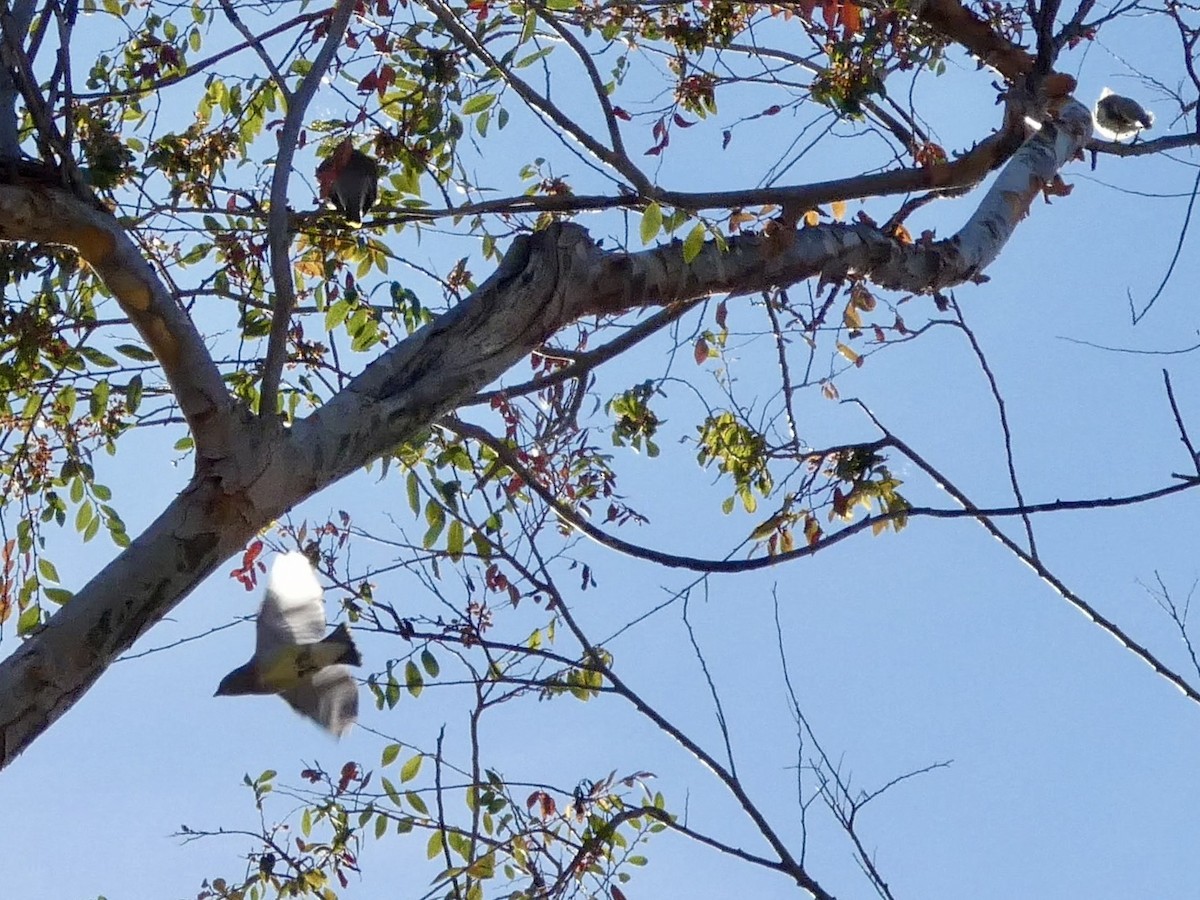 Buztanori amerikarra - ML644904454