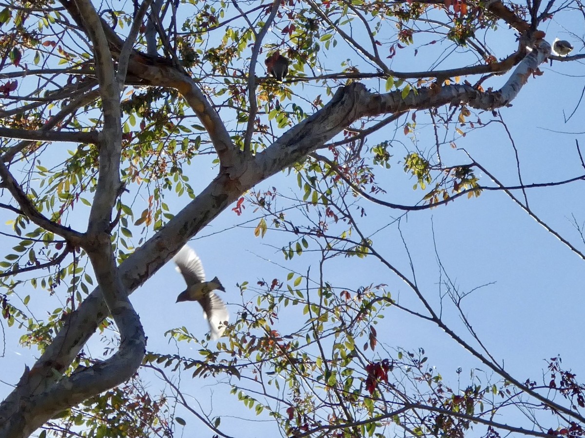 Buztanori amerikarra - ML644904455