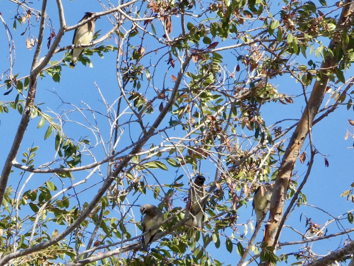 Buztanori amerikarra - ML644904456