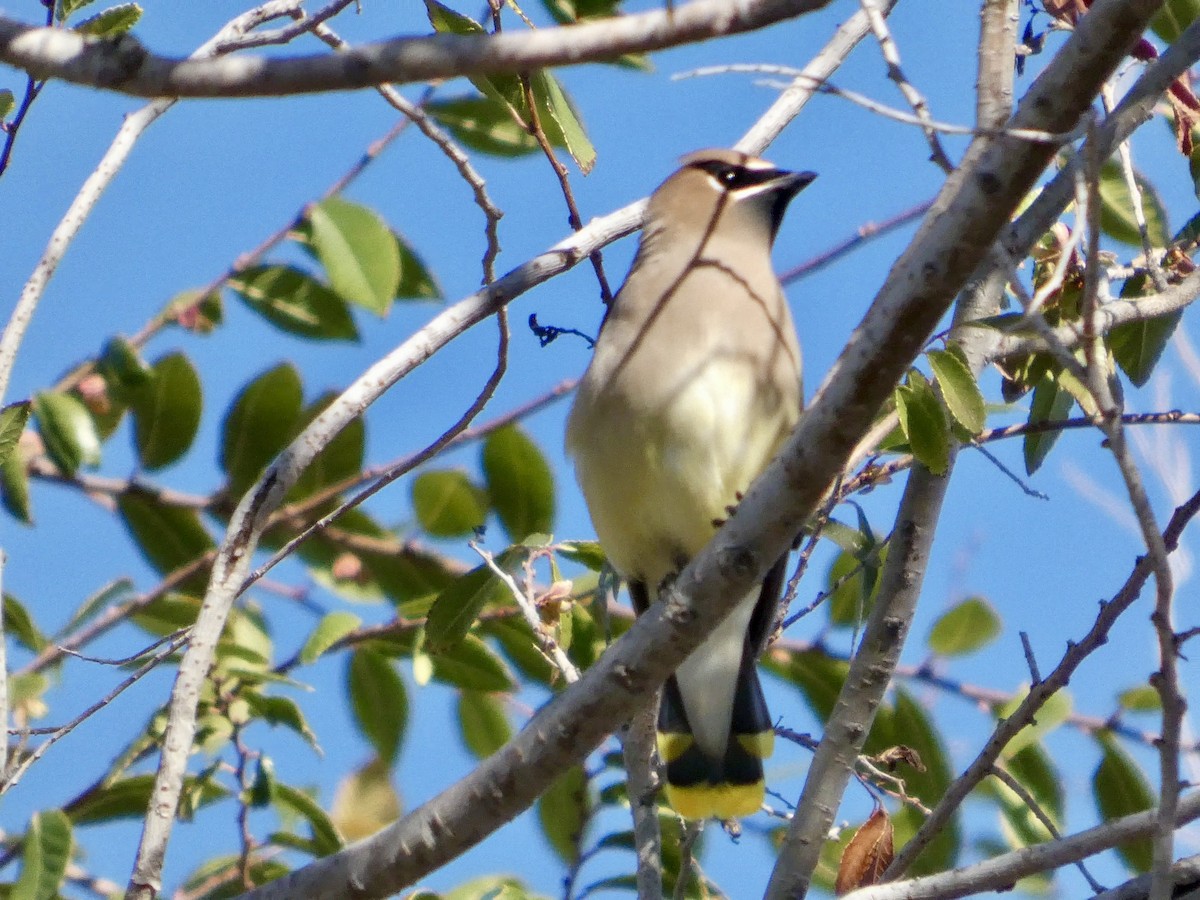 Buztanori amerikarra - ML644904457