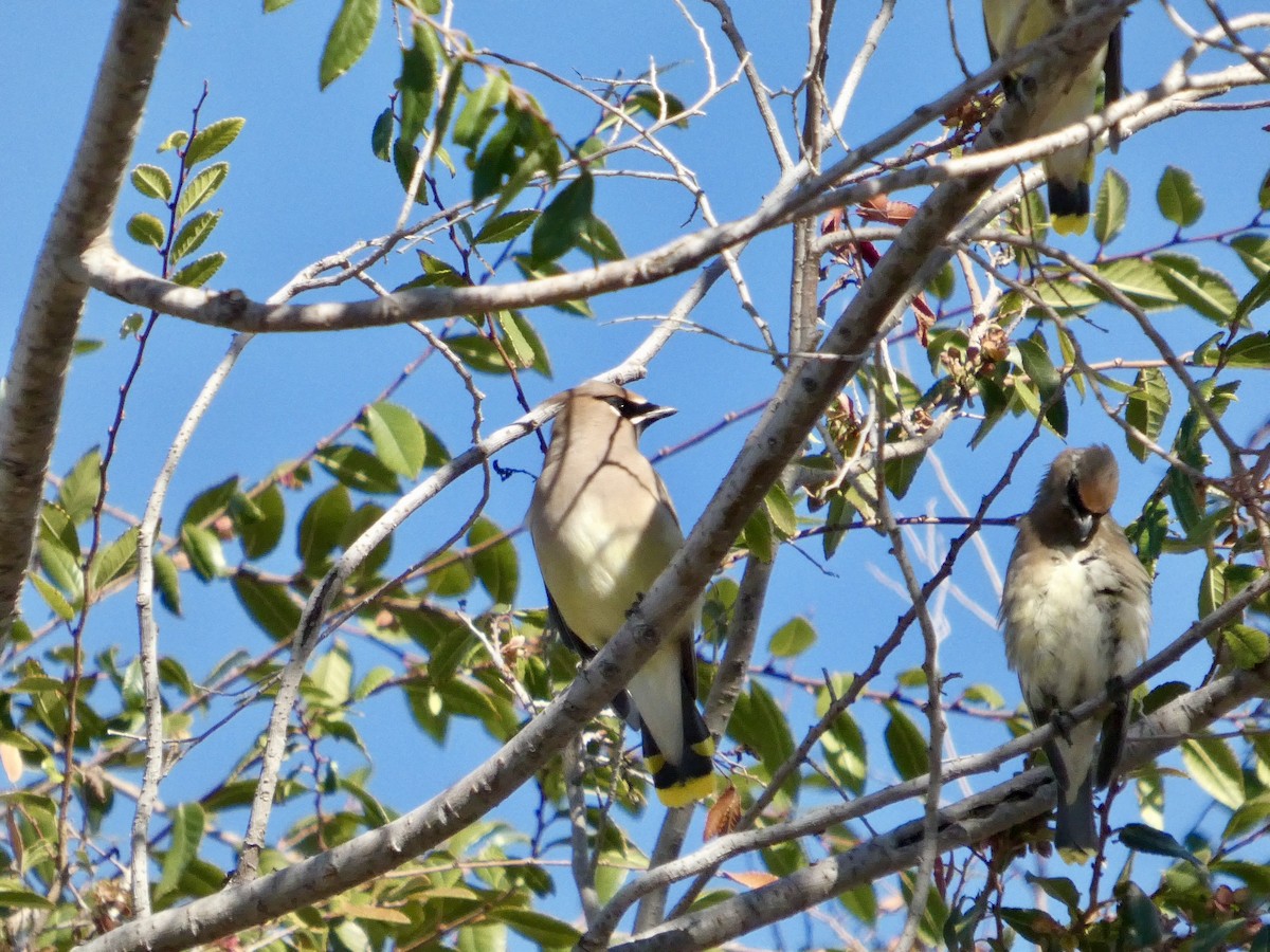 Buztanori amerikarra - ML644904458