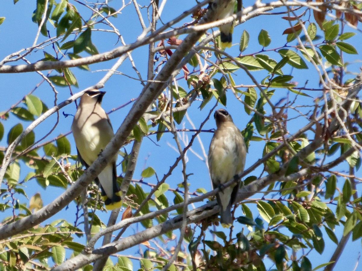 Buztanori amerikarra - ML644904459