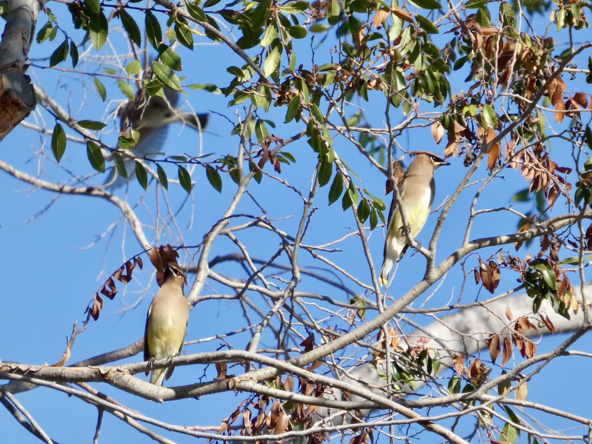 Buztanori amerikarra - ML644904460