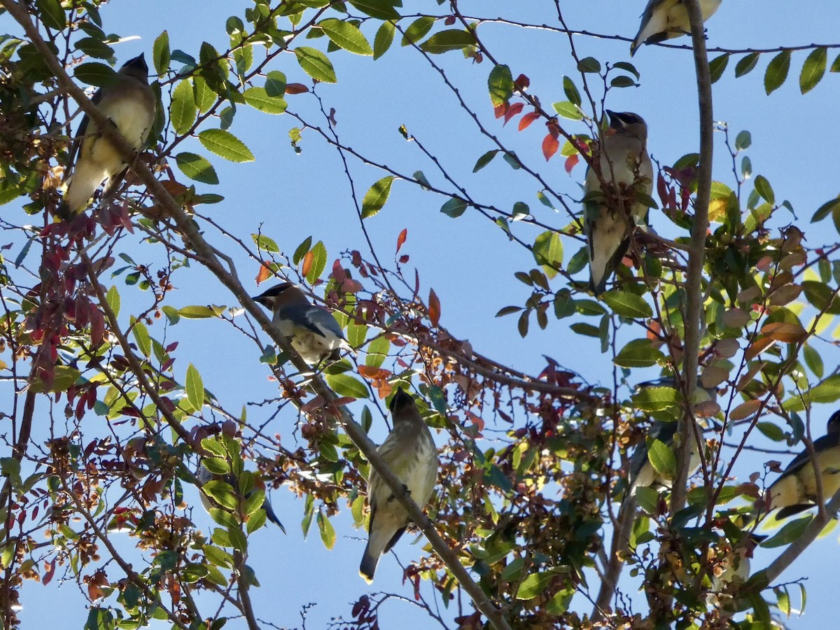 Buztanori amerikarra - ML644904461