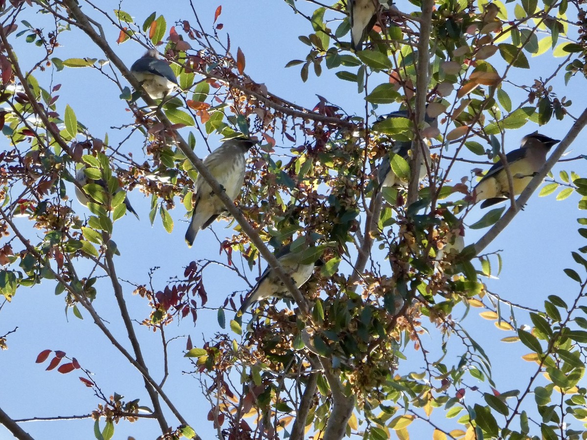 Buztanori amerikarra - ML644904462