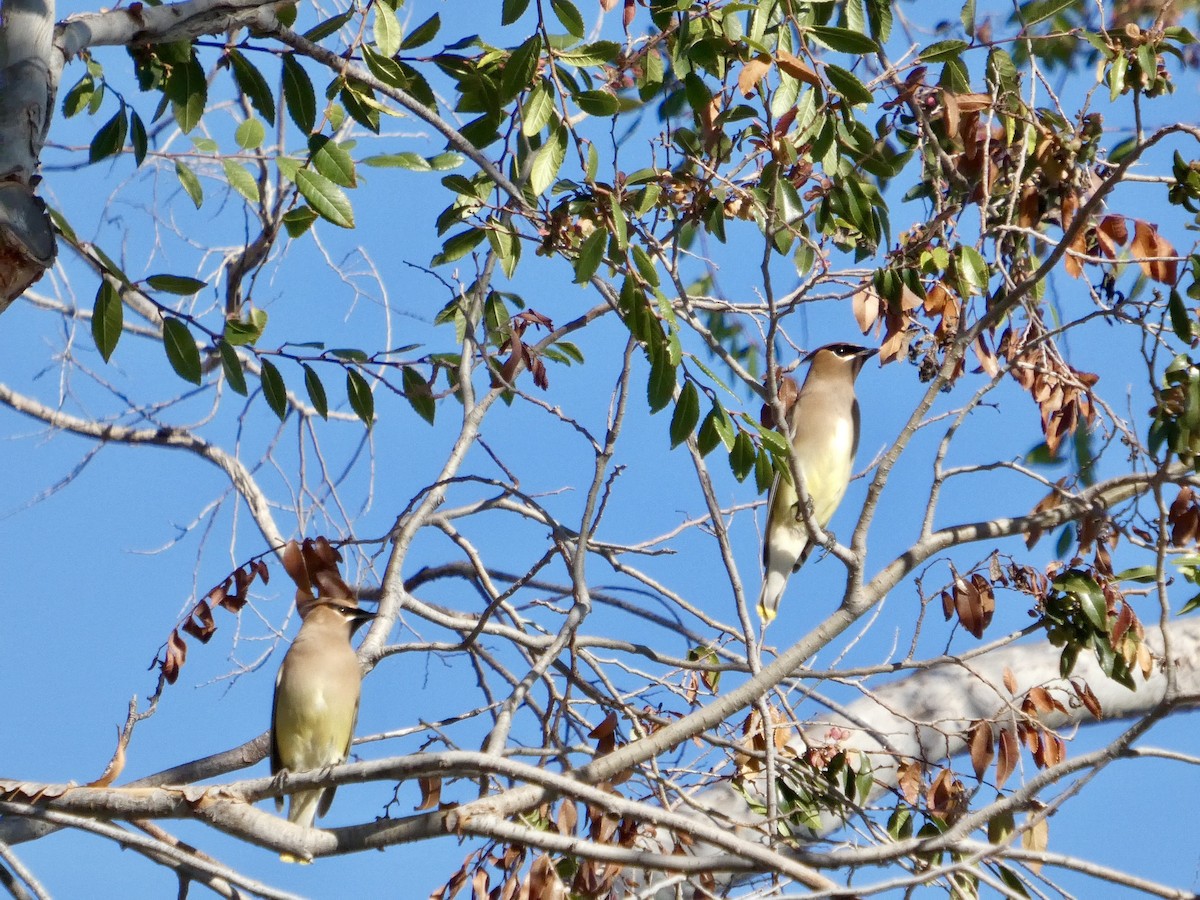 Buztanori amerikarra - ML644904463