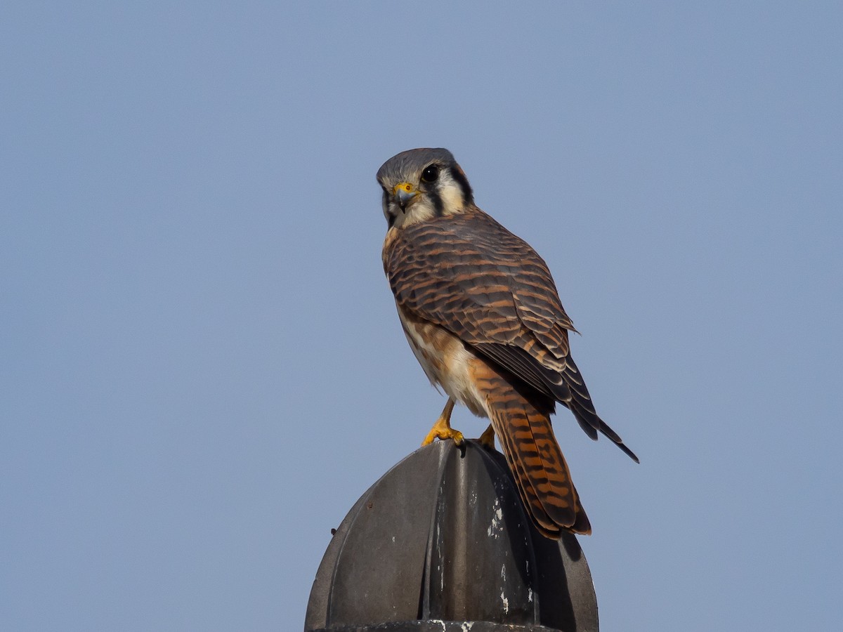 American Kestrel - ML644904464