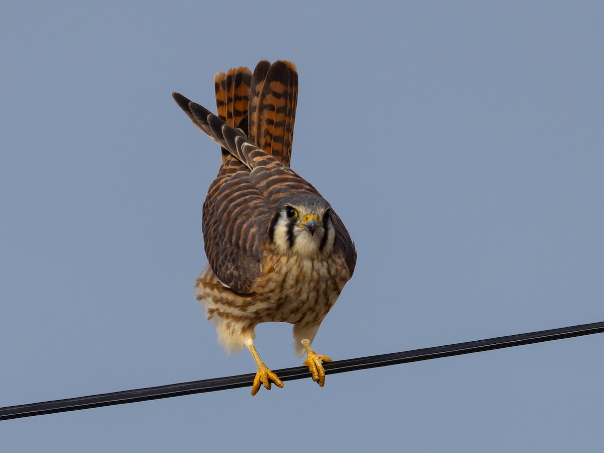 American Kestrel - ML644904465