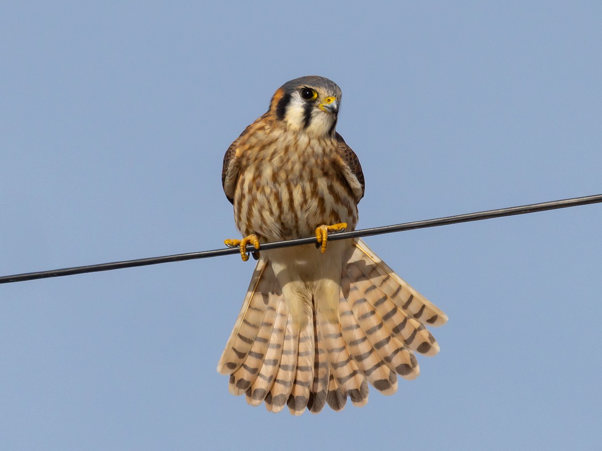 American Kestrel - ML644904466