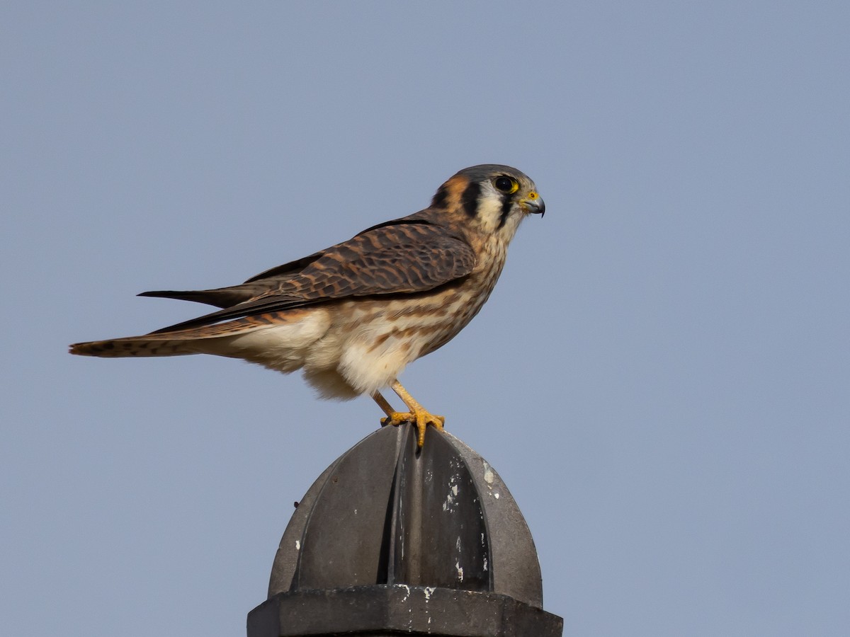American Kestrel - ML644904467