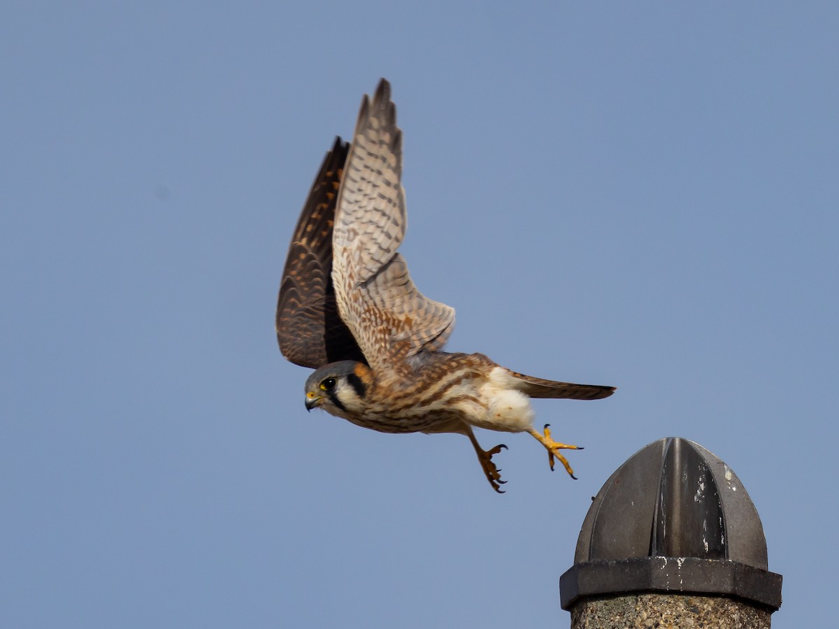 American Kestrel - ML644904468