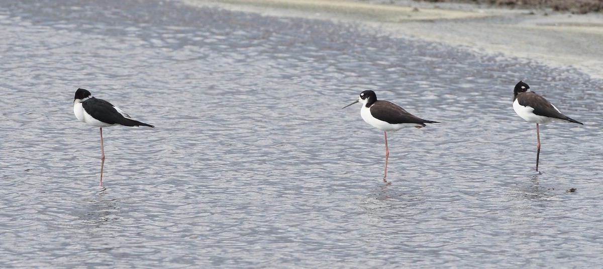 Black-necked Stilt (Hawaiian) - ML644904487