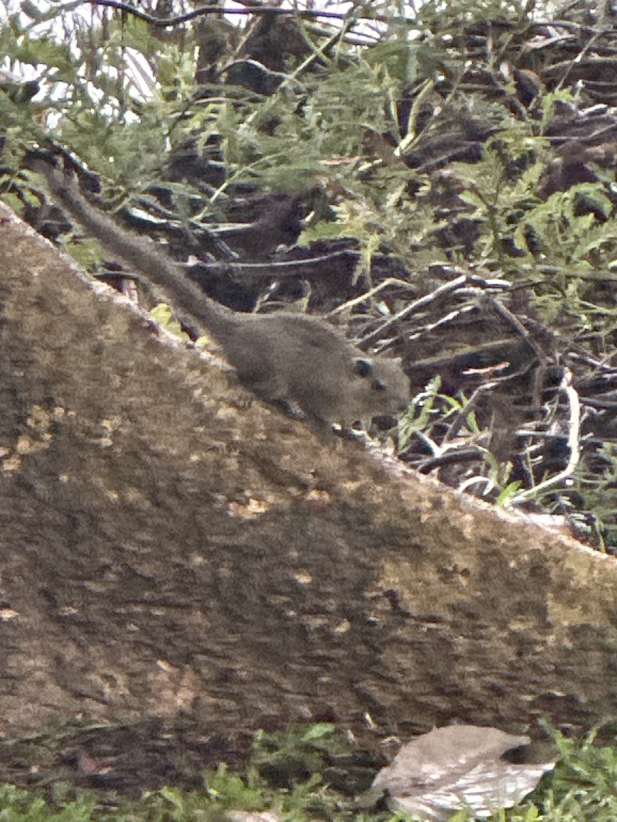 Irrawaddy Squirrel - ML644904491