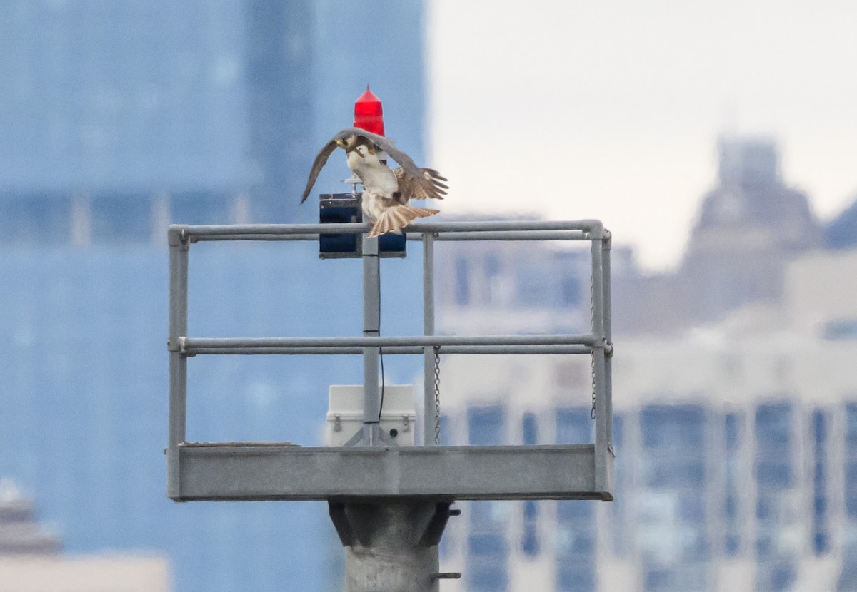 遊隼 - ML644904513