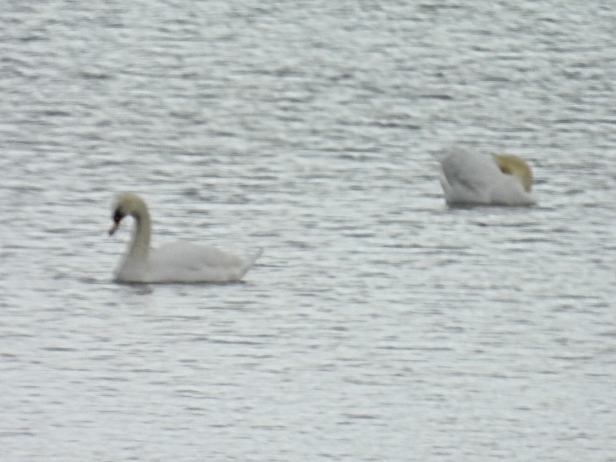 Mute Swan - ML644904514
