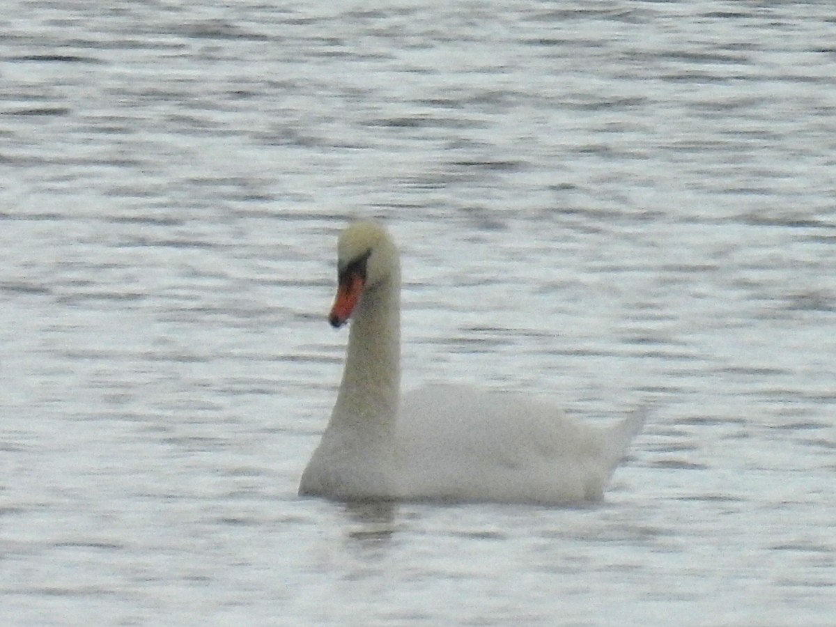 Mute Swan - ML644904515