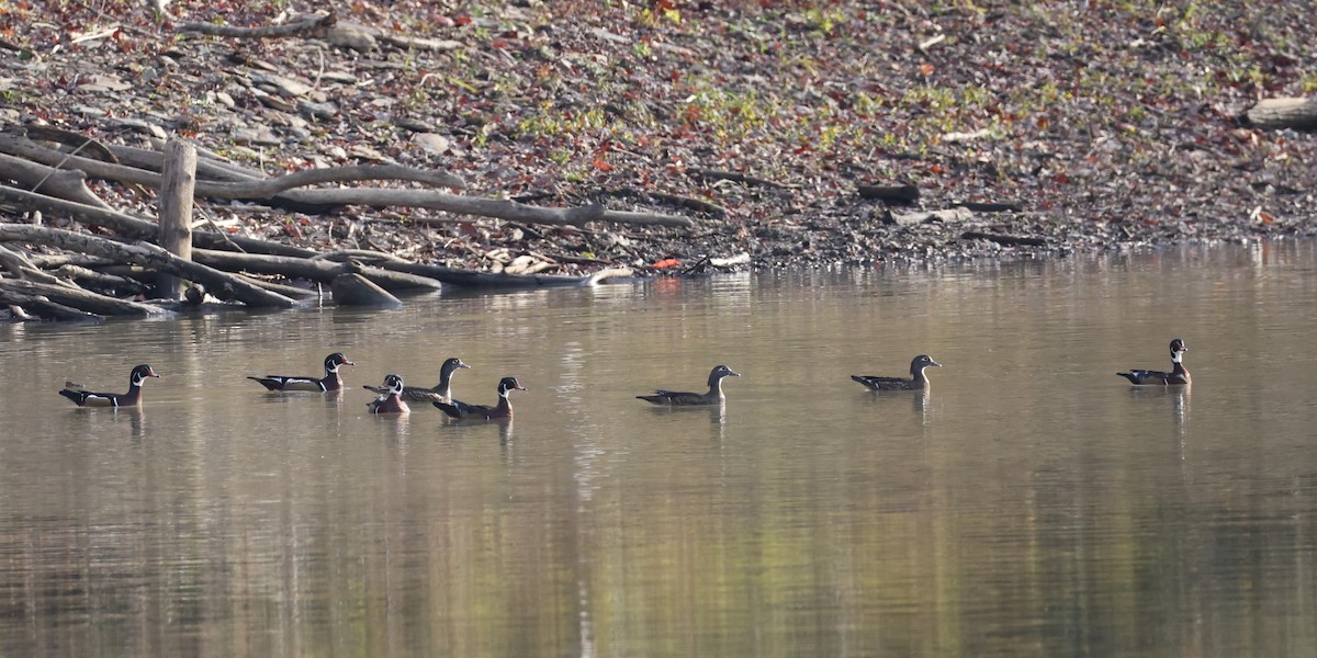 Wood Duck - ML644904556