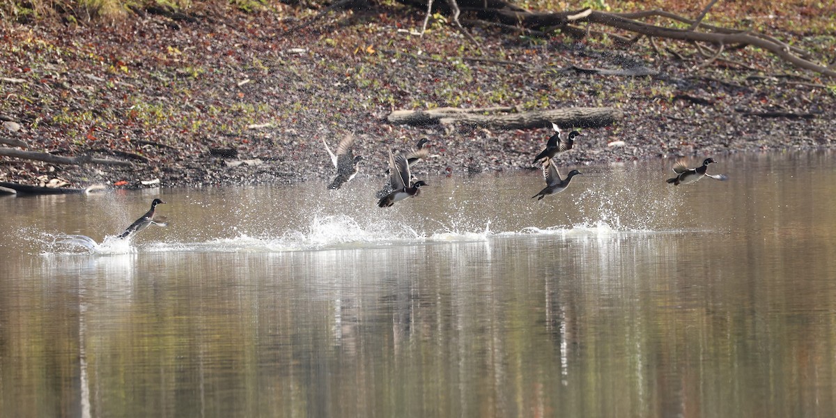 Wood Duck - ML644904557