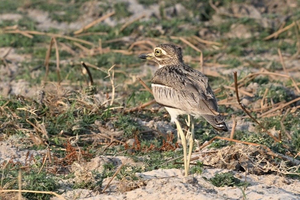 Water Thick-knee - ML644904578