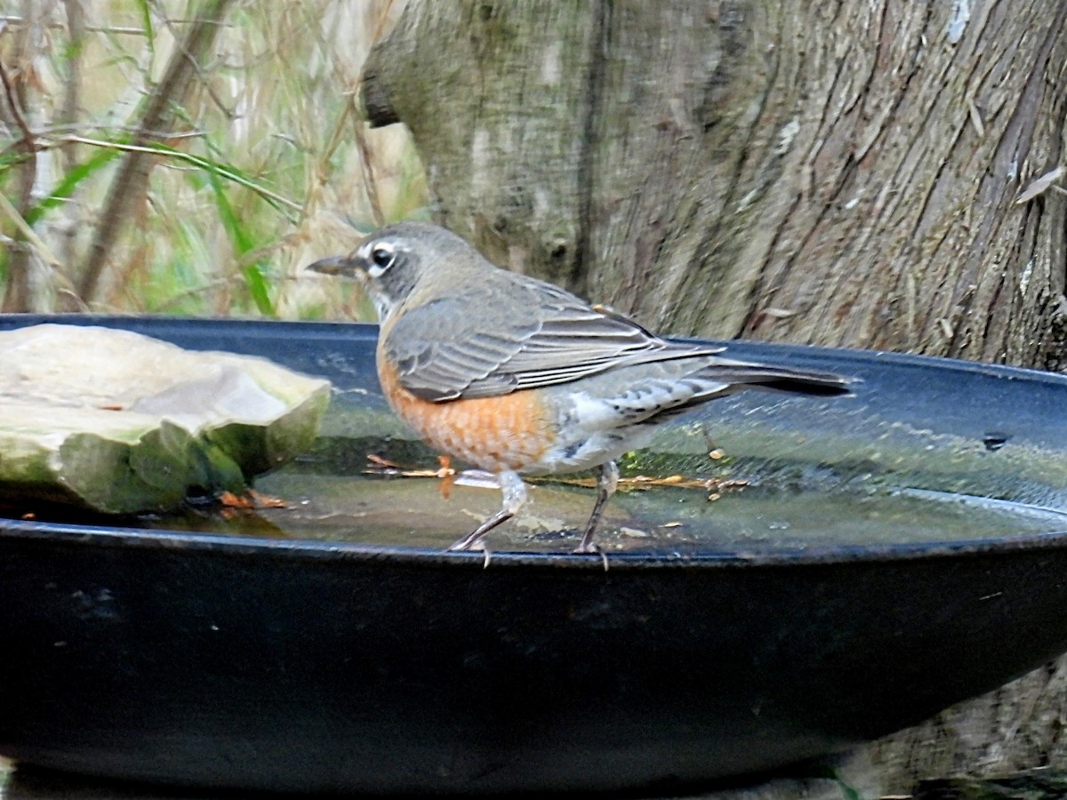 コマツグミ - ML644904591